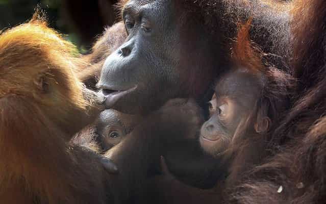 Two under a year old baby Bornean orangutans, second left and right, cling on to their mother while another 3-year-old orangutan kisses her, Thursday, October 3, 2013, at the Singapore Zoo. The Singapore Zoo is renowned for its flagship animal, the orangutan, and exhibits both the endangered Bornean and critically endangered Sumatran sub-species in a social setting. (Photo by Wong Maye-E/AP Photo)