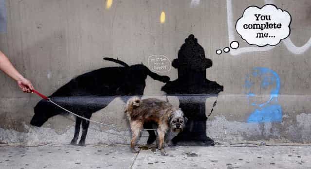A dog urinates on a new work by British graffiti artist Banksy on West 24th street in New York City, on October 3, 2013. Three new works by the street graffiti artist have appeared in New York City this week after Banksy announced a month-long residency in New York. (Photo by Mike Segar/Reuters)