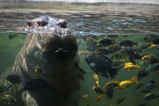A hungry hippopotamus stares at guests at the San Antonio Zoo in Texas, on September 28, 2013. (Photo by Barcroft Media)