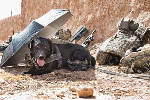 Jamie captures a military working dog taking a rest from the heat in [Hot Under the Collar]. (Photo by Jamie Peters/PA Wire)