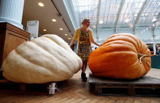 Amber Alferoff inspects pumpkins on display as part of the RHS Giant Pumpkin Competition at the RHS London Harvest Festival held at Lindley Hall, London, on October 8, 2013. (Photo by Jonathan Brady/PA Wire)
