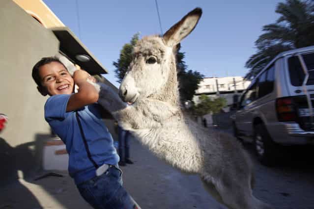 A Palestinian Laith Al-Aklok, 6, plays with a donkey foal belonging to his family in Deir Al Balah, central Gaza Strip, Tuesday, October 8, 2013. (Photo by Adel Hana/AP Photo)