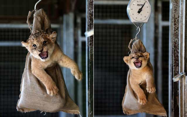 Karis, a one month old lion cub being weighed at Blair Drummond Safari Park near Stirling, Scotland, Thursday October 10, 2013. Weighing in at 5kg, the cub will stay with her mother, Teekay until she is 12 weeks old before they are returned to the pride. (Photo by Andrew Milligan/AP Photo/PA Wire)