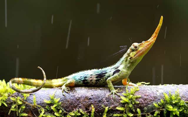 Biodiversity in the cloud forests of South America are renowned for producing a seemingly constant parade of beautiful, bizarre creatures. One such tropical oddity is the Pinocchio Lizard, Anolis proboscis, which was once presumed extinct and recently spotted by a team of biologists in Ecuador for only the third time in 15 years. After three years of searching for this oddity, a group of photographers and researchers from Tropical Herping.com, Paolo Escobar, Lucas Bustamante, Diana Troya and Alejandro Arteaga were finally able to document and photograph this lizard. (Photo by Jeff Cremer/Phil Torres/Caters News Agency/Sipa Press)