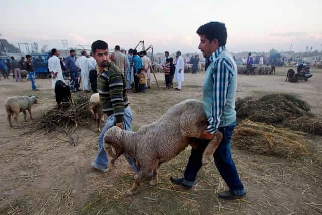 Kashmiri Muslims carry a sheep after buying it from a market ahead of the Muslim festival of Eid al-Adha in Srinagar, India, Friday, October 11, 2013. Eid al-Adha is a religious festival celebrated by Muslims worldwide to commemorate the willingness of Prophet Ibrahim to sacrifice his son as an act of obedience to God. (Photo by Dar Yasin/AP Photo)