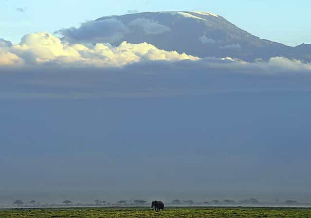 An elephant grazes on October 7, 2013 at Amboseli National Park, approximately 220 kms southeast of Nairobi. Kenyan and Tanzanian governments started on October 7 a joint aerial count of elephants and other large mammals in the shared ecosystem of the Amboseli-West Kilimanjaro and Natron- Magadi landscape. The one-week exercise, cost 104,000 US dollars, is a collaboration between the two countries and the Kenya Wildlife Service (KWS), Tanzania Wildlife Research Institute (TAWIRI) and the African Wildlife Foundation (AWF) among others. (Photo by Tony Karumba/AFP Photo)