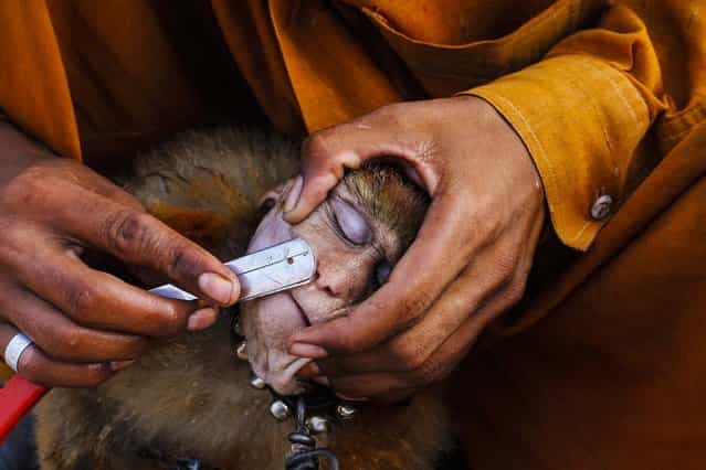 A man shaves his monkey with a razor before it performs tricks for money in Lahore, Pakistan, on Oktober 7, 2013. (Photo by Mohsin Raza/Reuters)