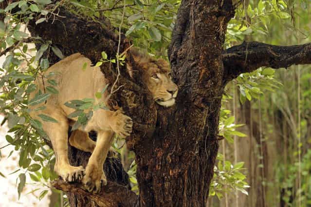 A lion climbs on to a tree at the Zoo on October 7, 2013 in Lucknow, India. (Photo by Hindustan Times)