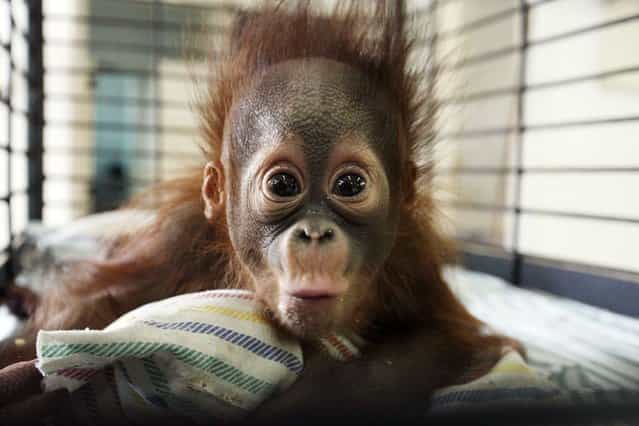 Four-month-old orangutan Rizki is seen inside his cage at the Surabaya Zoo. An endangered Borneon orangutan died on October 10 at Indonesia's [death zoo], the latest in a rash of suspicious animal deaths that have prompted calls to close the notorious site. (Photo by Juni Kriswanto/AFP Photo)