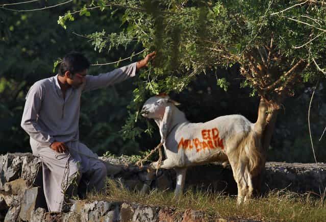 A Pakistani feeds his goat wearing the words [Eid Mubarak] or [Eid Greeting], to be slaughtered on the Muslim holiday of Eid al-Adha, or [Feast of Sacrifice], in Islamabad, Pakistan on Tuesday, October 15, 2013. Muslims all over the world are celebrating Eid al-Adha by sacrificing sheep, goats, cows and camels, to commemorate the Prophet Abraham's readiness to sacrifice his son, Ismail, on God's command. (Photo by Anjum Naveed/AP Photo)
