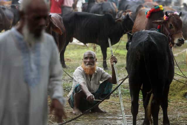 A Bangladeshi man sits with his cattle at a market ahead of Eid al-Adha festival in Mymensingh, on the outskirts of Dhaka, Bangladesh, Tuesday, October 15, 2013. Eid al-Adha is a religious festival celebrated by Muslims worldwide to commemorate the willingness of Prophet Ibrahim to sacrifice his son as an act of obedience to God. (Photo by A.M. Ahad/AP Photo)