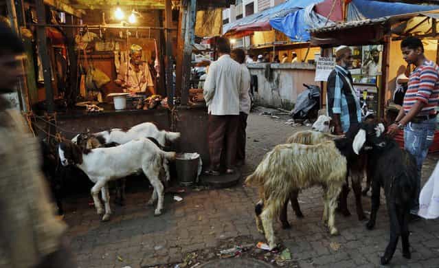 Indian people walk as goats are on sale at a market for the upcoming Eid al-Adha festival in Mumbai, India, Tuesday, October 15, 2013. Eid al-Adha is a religious festival celebrated by Muslims worldwide to commemorate the willingness of Prophet Ibrahim to sacrifice his son as an act of obedience to God. (Photo by Rafiq Maqbool/AP Photo)