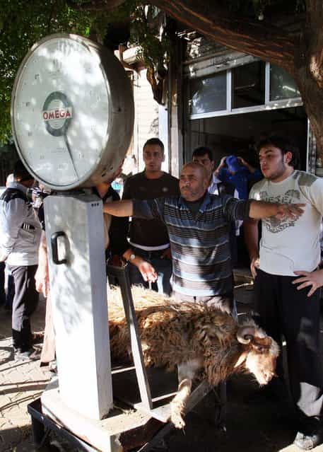 A sheep is weighed at a market before slaughter on Tuesday, October 15, 2013 in Damascus, Syria, on the first day of Eid al-Adha. Muslims worldwide are celebrating Eid al-Adha, or the Feast of the Sacrifice, by sacrificial killing of sheep, goats, cows or camels. The slaughter commemorates the biblical story of Abraham, who was on the verge of sacrificing his son to obey God's command, when God interceded by substituting a ram in the child's place. (Photo by AP Photo)