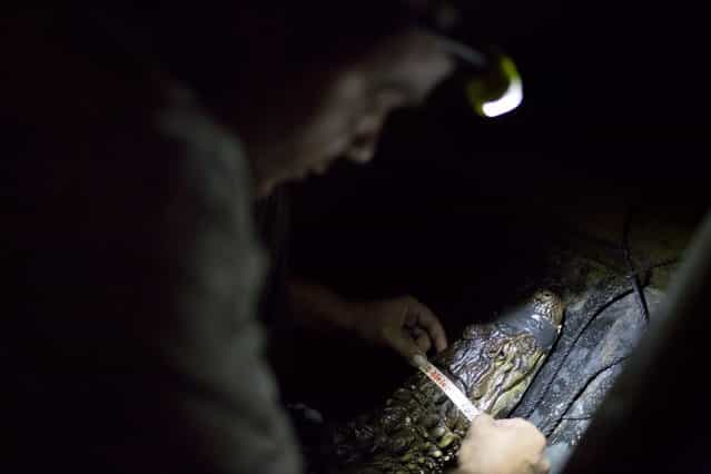 In this October 14, 2013, ecology professor Ricardo Freitas measures a broad-snouted caiman before releasing it back into the Marapendi Lagoon in Rio de Janeiro, Brazil. While local caimans average about 1.5 meters (4.9 feet) long and weigh about 10 kilograms (22 pounds), older males can be up to twice as long and much heavier. Still, Freitas has been known to dive into the water to catch some with his bare hands. (Photo by Felipe Dana/AP Photo)