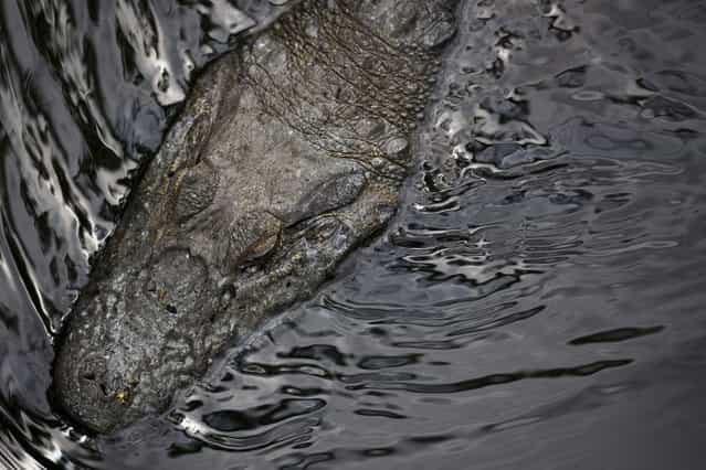 In this October 14, 2013 photo, a broad-snouted caiman swims in a water channel in the affluent Recreio dos Bandeirantes suburb of Rio de Janeiro, Brazil. Some 5,000 to 6,000 broad-snouted caimans live in fetid lagoon systems of western Rio de Janeiro, conservationists say, and there's a chance that spectators and athletes at the 2016 Olympics could have an encounter with one, though experts hasten to add that the caimans, smaller and less aggressive than alligators or crocodiles, are not considered a threat to humans. (Photo by Felipe Dana/AP Photo)
