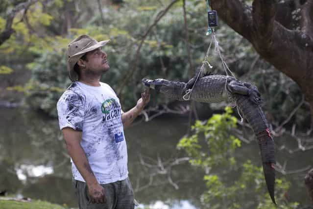 In this October 14, 2013 photo, ecology professor Ricardo Freitas weighs a broad-snouted caiman before releasing it back in the water channel in the affluent Recreio dos Bandeirantes suburb of Rio de Janeiro, Brazil. While local caimans average about 1.5 meters (4.9 feet) long and weigh about 10 kilograms (22 pounds), older males can be up to twice as long and much heavier. Still, Freitas has been known to dive into the water to catch some with his bare hands. (Photo by Felipe Dana/AP Photo)