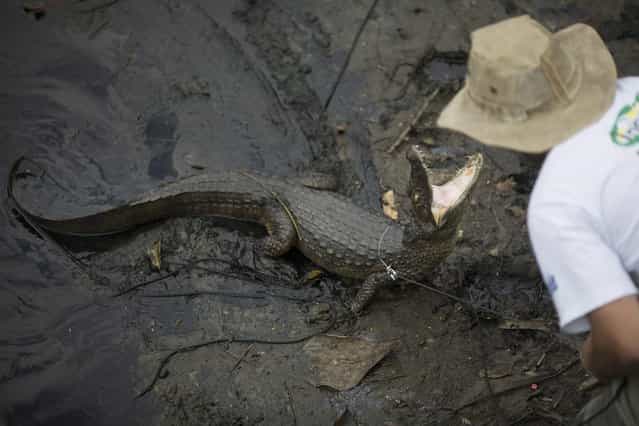 In this October 14, 2013 photo, ecology professor Ricardo Freitas catches a broad-snouted caiman to examine, then release back into the water channel in the affluent Recreio dos Bandeirantes suburb of Rio de Janeiro, Brazil. Caimans are like tanks, a very old species with a remarkable capacity for renovation that allows them to survive under extreme conditions where others couldn't, said Freitas, who runs the Instituto Jacare, or the Caiman Institute, which aims to protect the reptiles. But the fact of the matter is that their days are numbered if things dont change drastically. (Photo by Felipe Dana/AP Photo)