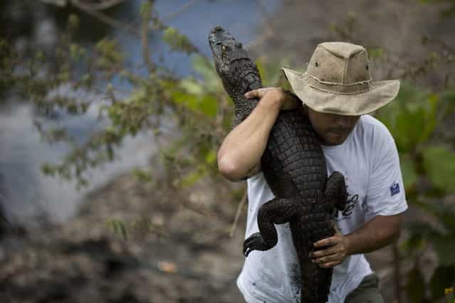 In this October 14, 2013 photo, ecology professor Ricardo Freitas holds onto to a broad-snouted caiman he caught to examine, then release back into the water channel in the affluent Recreio dos Bandeirantes suburb of Rio de Janeiro, Brazil. With a population that's 85 percent male, a serious demographic problem is looming for Rio's caimans, said Freitas, who suspects that the uncontrolled release of raw sewage is behind the gender imbalance. Organic matter raises water warmer and among caimans, high temperatures during a certain stage of incubation result in male offspring. (Photo by Felipe Dana/AP Photo)
