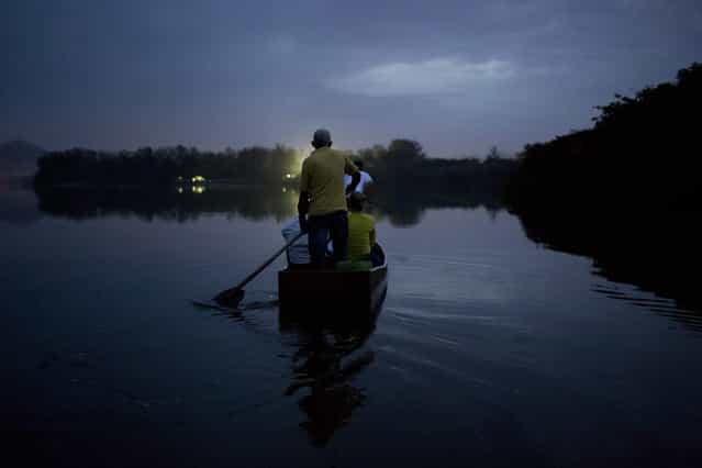 In this October 14, 2013 photo, ecology professor Ricardo Freitas and his crew search for broad-snouted caimans in the Marapendi Lagoon in Rio de Janeiro, Brazil. Some of the animals have taken refuge in ponds being built inside the Olympic golf course, which abuts a once pristine mangrove-filled lagoon that's now thick with tons of raw sewage pumped from nearby high-end condominiums. (Photo by Felipe Dana/AP Photo)