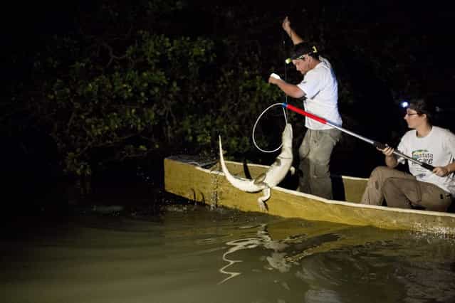 In this October 14, 2013 file photo, ecology professor Ricardo Freitas, left, and biology student Camila Scalzer catch a broad-snouted caiman to examine and release into the Marapendi Lagoon in Rio de Janeiro, Brazil. Freitas himself has grabbed and tagged 400 of the reptiles over the past decade. Sometimes he wades into the toxic sludge, slips a metal lasso around their heads and taps expertly on their snapping jaws until he's able to tape them shut. (Photo by Felipe Dana/AP Photo)