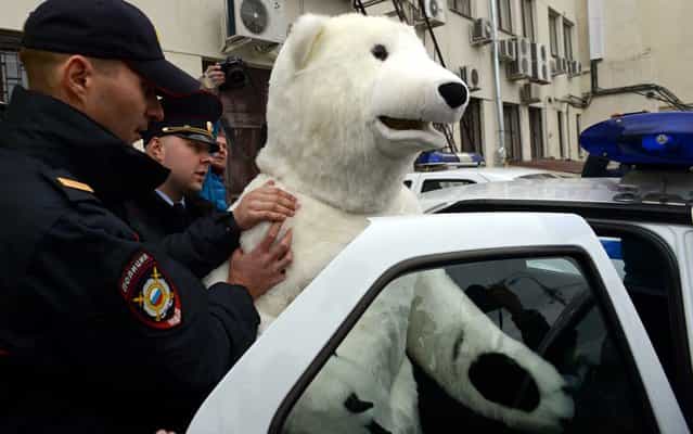 Police officers escort an anti-Greenpeace activist dressed as a Polar bear who was detained while confronting Greenpeace activists during their rally in support of the [Arctic 30] detained Greenpeace activists in Moscow, on October 18, 2013. The the [Arctic 30] are now in custody in Russian northern Murmansk region charged with on piracy charges for almost three weeks after their ship Arctic Sunrise was seized by Russian security forces after a protest at a Russian oil rig. (Photo by Kirill Kudryavtsev/AFP Photo)