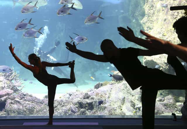 Vivien Speers, front left, assists instructor Sasha Hawley, back, instruct a yoga class at the Sydney Sea Life Aquarium in Sydney, Thursday, October 17, 2013. Hawley, who founded [Yoga by the Sea], instructs the class from inside a tank that includes Leopard Sharks, Black Tip Reef Sharks, Grey Reef Shark and a Smalltooth Sawfish. (Photo by Rick Rycroft/AP Photo)