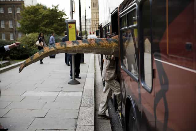 The tail of a dinosaur costume sticks out as the person wearing it boards a bus they had to promote their exhibit, near the Houses of Parliament in London, Thursday, October 17, 2013. The man leading the costume wearer said they were walking around to promote their dinosaur experience exhibit at Blackgang Chine theme park on the Isle of White. (Photo by Matt Dunham/AP Photo)