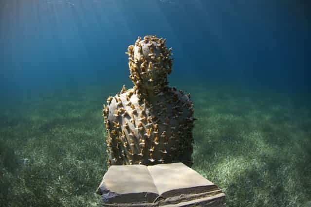 Jason deCaires Taylor's sculpture [The Speaker] stands in a bed of sea grass, on Oktober 16, 2013. The sculpture is planted with more than 200 cuttings of the rare Acropora Prolifera coral, in Cancun, Mexico. (Photo by Barcroft)