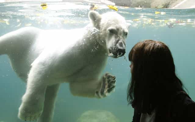 A young visitor looks at two-year-old polar bear [Luka] swimming in a pool at the Zoo in Wuppertal, western Germany, on Oktober 18, 2013. Luka came to Wuppertal from the Ouwehands Dierenpark animal park in the Netherlands. (Photo by Roland Weihrauch/AFP Photo/DPA)
