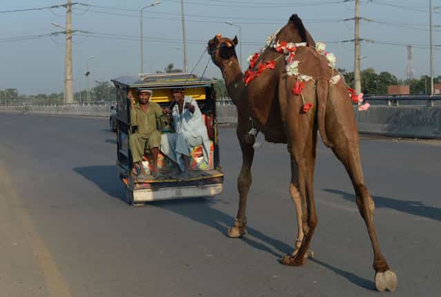 Pakistani men lead a camel as they ride a vehicle after buying the animal from a livestock market in Lahore on October 13, 2013. Eid, is celebrated throughout the Muslim world as a commemoration of Abraham's willingness to sacrifice his son for God, with cows, camels, goats and sheep are traditionally slaughtered on the holiest days. (Photo by Arif Ali/AFP Photo)