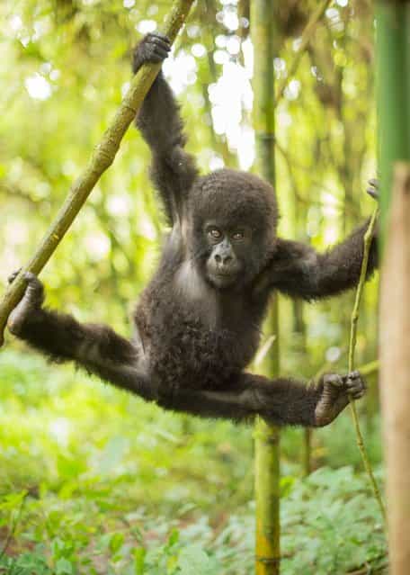 A cute baby mountain gorilla does the splits in the trees in the Virunga National Park, Rwanda, on Oktober 16, 2013. (Photo by Peter Stanley/Barcroft Media)