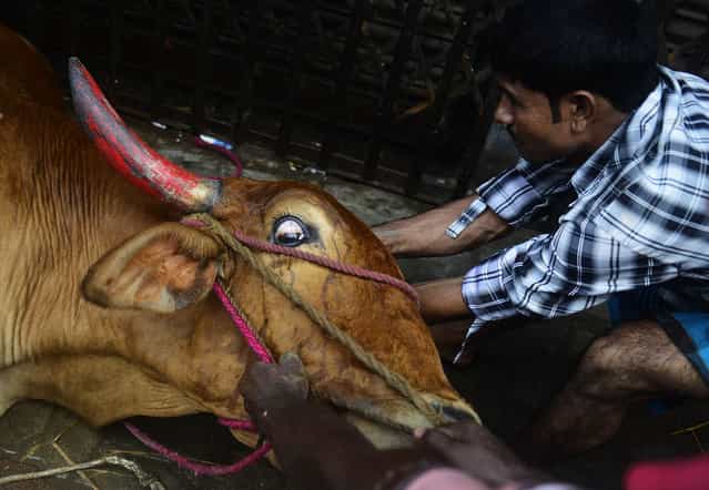 Bangladeshi Muslims prepare cattle for sacrifice during Eid al-Adha festivities in Dhaka on October 16, 2013. Muslims across the world celebrated the annual festival of Eid al-Adha, or the Festival of Sacrifice, which marks the end of the Hajj pilgrimage to Mecca and in commemoration of Prophet Abraham's readiness to sacrifice his son to show obedience to God.. (Photo by Munir Uz Zaman/AFP Photo)