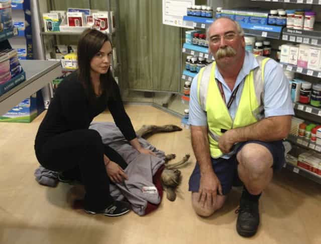 Wildlife Victoria volunteer Ella Rountree (L) and Geoffrey Fuller pose with a rescued kangaroo named Cyrus in a shop at Melbourne airport in this October 16, 2013 handout picture. Australian police were forced to lock down part of Melbourne Airport on Wednesday morning after a kangaroo hopped through a terminal and into a pharmacy drug store. (Photo by Wildlife Victoria/Reuters)