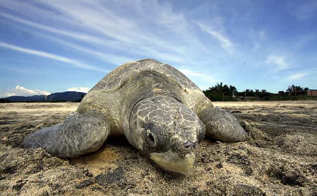 An Olive Ridley sea turtle (Lepidochelys olivacea) arrives to spawn during a nesting at Ixtapilla beach, in Aquila municipality on the Pacific coast of Michoacan State, Mexico, on Octuber 13, 2013. According to the residents of the area, more than 1000 turtles are expected to arrive in the area daily this season. (Photo by Hector Guerrero/AFP Photo)