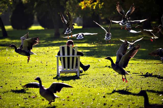 Gray goose take off as a person sits on October 14, 2013 in Hamburg. (Photo by Maja Hitij/AFP Photo/DPA)