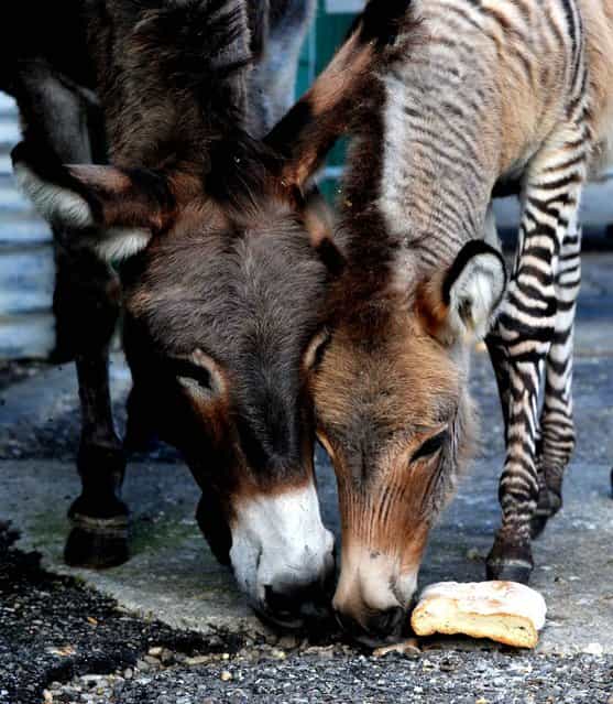 Ippo, a 3-month-old zonkey, a cross between a zebra and a donkey, stands in its pen in a reserve in Florence, Italy, on October 11, 2013. (Photo by Tiziana Fabi/AFP Photo)