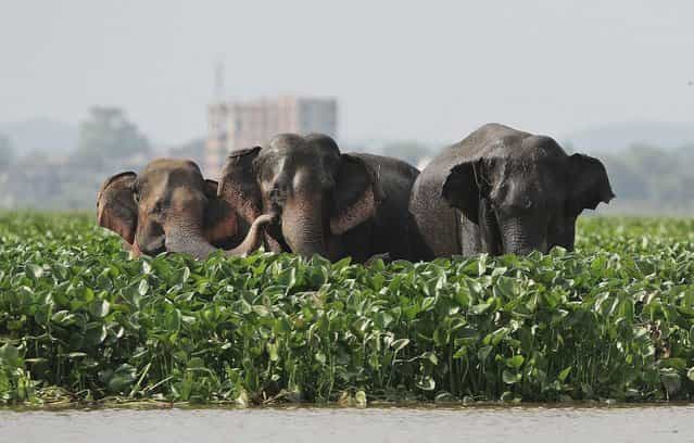 Wild elephants stand at the Deepor Beel wildlife sanctuary on the outskirts of Gauhati, India, Wednesday, October 16 2013. Wild elephant herds often visit the sanctuary to swim in the waters and later return to their habitat. (Photo by Anupam Nath/AP Photo)