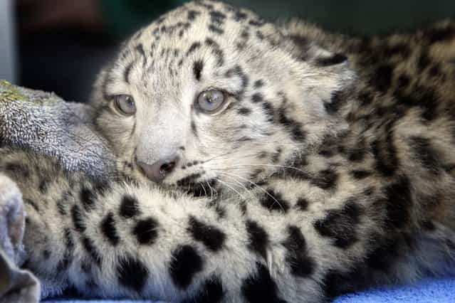 Memphis Zoo lead vet, Felicia Knightly, examines the new baby snow leopard, Taza, on Oktober 13, 2013. (Photo by The Commercial Appeal/Landov)