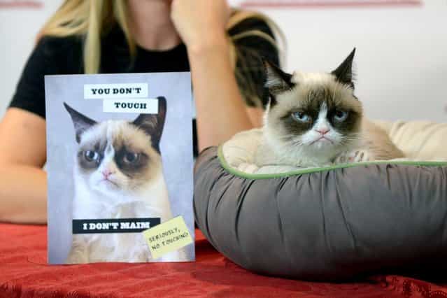 Grumpy Cat attends the [Grumpy Cat: A Grumpy Book] Book Event at Bookends Bookstore on October 16, 2013 in Ridgewood, New Jersey. (Photo by Michael N. Todaro/WireImage)