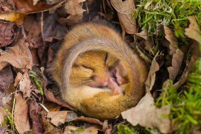 Curled up tight in a little ball in a bed of autumn leaves, this adorable Dormouse has a snooze in the Yorkshire Dales National Park, on Oktober 12, 2013. (Photo by Simon Phillpotts/HotSpot Media)