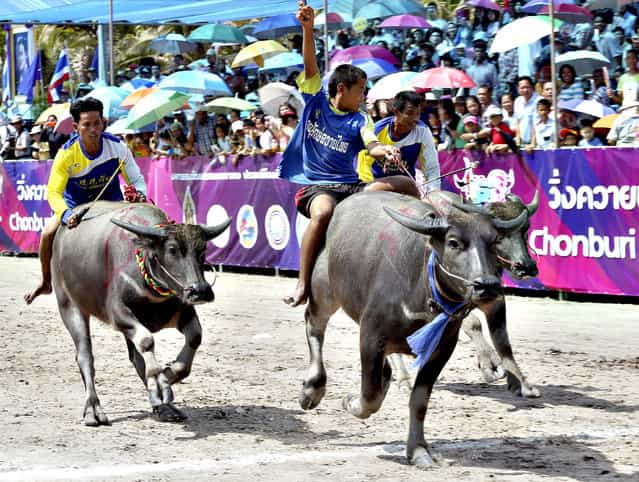 A young Thai buffalo rider, center, raises his arm after winning the preliminary round race during an annual buffalo race in Chonburi province, southeastern Thailand, Friday, October 18, 2013. The annual race is a celebration among rice farmers before harvesting rice. (Photo by Apichart Weerawong/AP Photo)