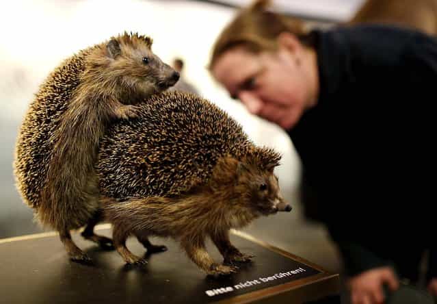 A visitor looks at stuffed copulating hedgehogs displayed at the exhibition [Sex and Evolution] at the Natural History Museum in Muenster, Germany, on Oktober 17, 2013. The exhibition, which features animals mating and examines how sex in the plant and animal kingdoms plays the main role in evolution. (Photo by Ina Fassbender/Reuters)