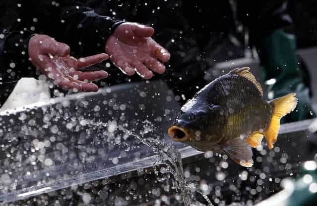 A fisherman throws a fish during the traditional carp haul in the village of Stankov, near the south Bohemian town of Trebon, Czech Republic, on Oktober 15, 2013. (Photo by David W Cerny/Reuters)