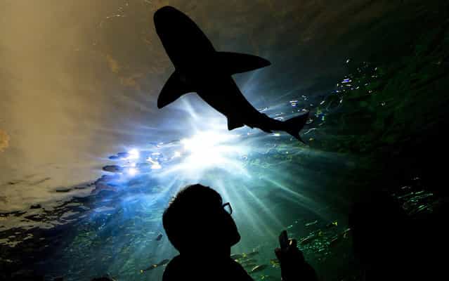 A person watches a shark swim above during the grand opening of the Ripley's Aquarium of Canada in Toronto on Wednesday, October 16, 2013. After two years of construction, delays and $130 million in costs, Ripley's Aquarium of Canada opened to the public Wednesday. The aquarium, billed as the country's largest, is home to more than 13,000 aquatic animals and 450 different species held in nearly six million litres of water. (Photo by Nathan Denette/AP Photo/The Canadian Press)