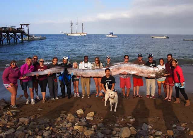 This photo released courtesy of the Catalina Island Marine Institute taken on Sunday October 13, 2013 shows the crew of sailing school vessel Tole Mour and Catalina Island Marine Institute instructors holding an 18-foot-long oarfish that was found in the waters of Toyon Bay on Santa Catalina Island, Calif. A marine science instructor snorkeling off the Southern California coast spotted the silvery carcass of the 18-foot-long, serpent-like oarfish. (Photo by AP Photo/Catalina Island Marine Institute)