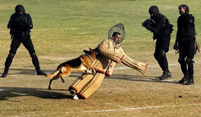 A dog chases a mock intruder during a function to celebrate the 29th Raising Day of the Indian National Security Guard in Manesar, about 38 miles south of New Delhi, on Oktober 16, 2013. The NSG is a federal contingency force established in 1984 and a quick reaction elite force for neutralizing militants, hijackers and kidnappers in situations which are beyond the capability of local forces to handle. (Photo by Anindito Mukherjee/Reuters)