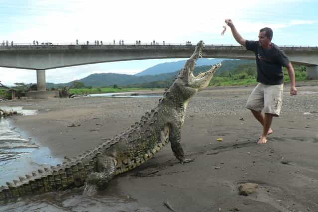 A tour guide dangles a piece of meat above the open jaws of a crocodile on the banks of the Tarcoles river in Tarcoles, Costa Rica. (Photo and caption by Barcroft Media)