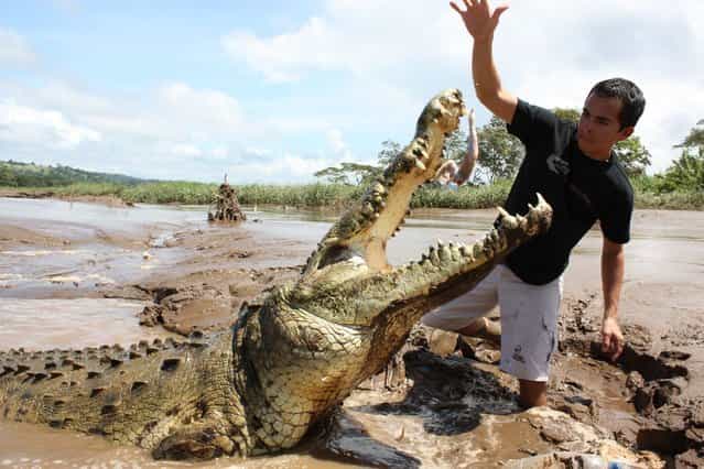 A tour guide dangles a piece of meat above the head of a crocodile on the banks of the Tarcoles river in Tarcoles, Costa Rica. (Photo and caption by Barcroft Media)