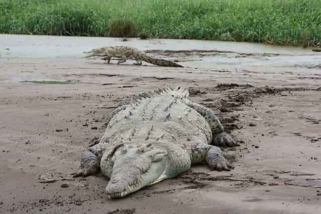 A crocodile seen up close on the Tarcoles river in Tarcoles, Costa Rica. (Photo and caption by Barcroft Media)