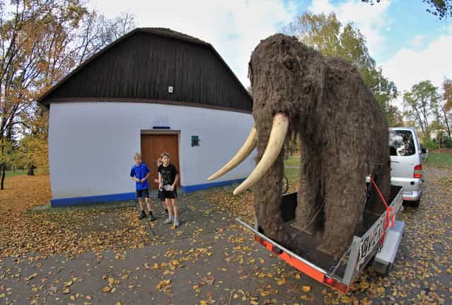 Boys watch a life-sized replica of a mammoth being pulled through a park in Uherske Hradiste, southeastern Czech Republic on October 23, 2013 as it is moved to the main building of the Morovian Museum Smetana Park. The mammoth will be part of a new exhibition to be opened on November 21, 2013. The area around Uherske Hradiste is famous for archaeological discoveries. (Photo by Radek Mica/AFP Photo)